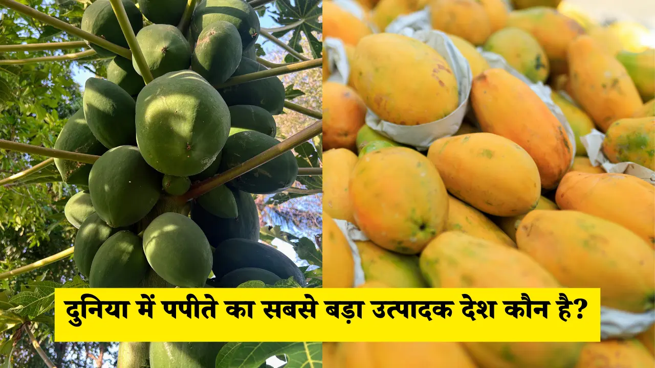दुनिया में पपीते का सबसे बड़ा उत्पादक देश कौन है?
